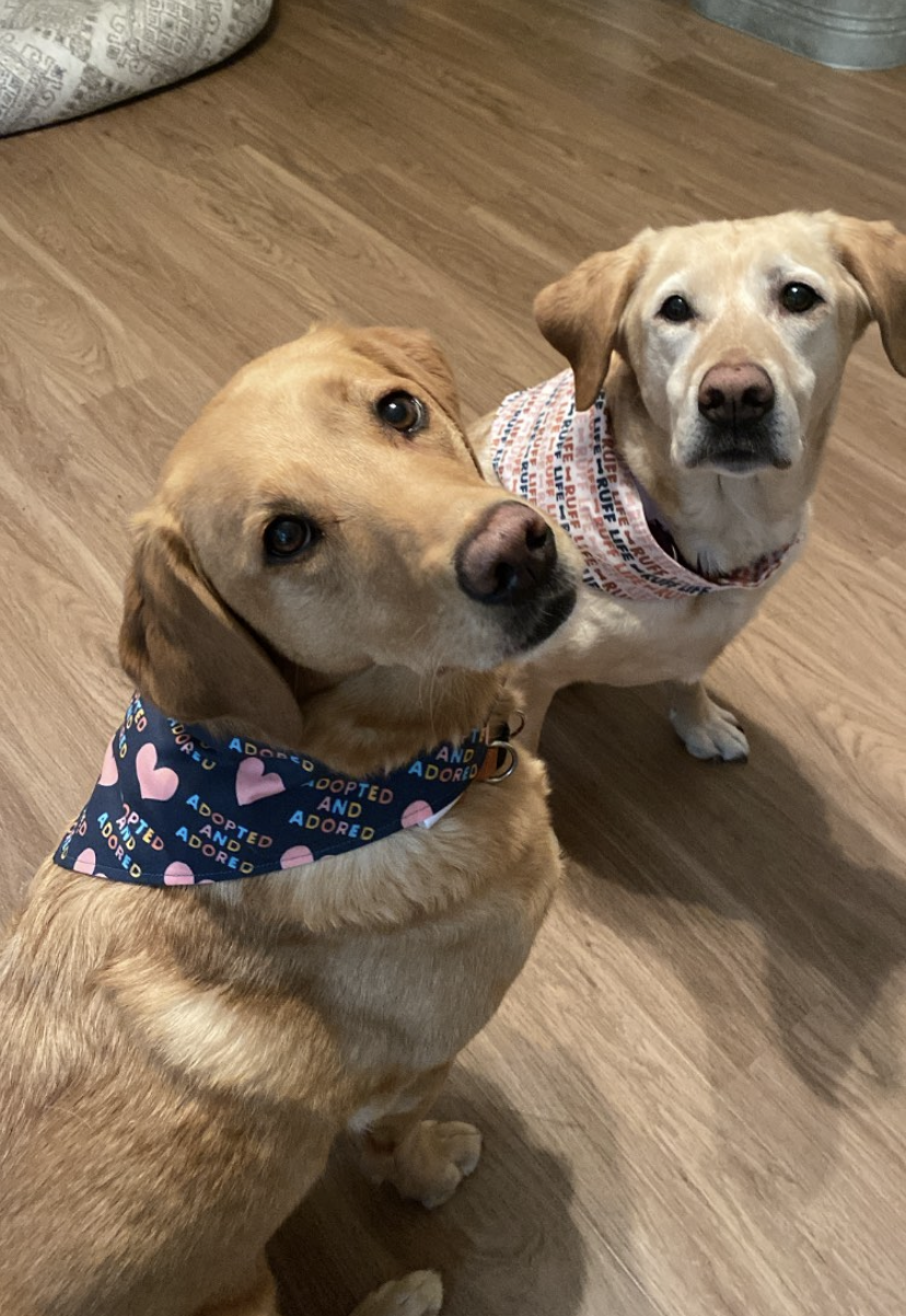 NanaMacs Original Printed Hair Or Dog Bandana (Blue Square)